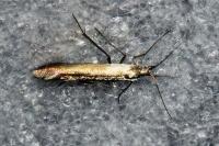 Coleophora
