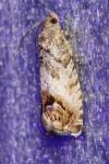 Cydia splendana