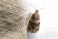Isotrias rectifasciana