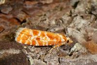 Rhyacionia pinicolana