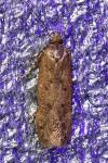 Bryotropha