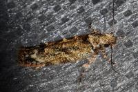 Psoricoptera gibbosella