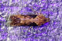 Scrobipalpa costella