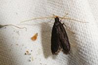 Homaloxestis briantiella