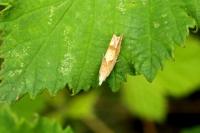 Eucosma conterminana