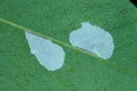 Macrosaccus robiniella