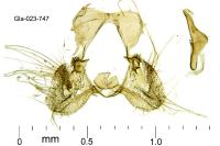Clepsis peritana