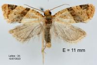 Clepsis peritana