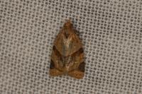 Clepsis peritana