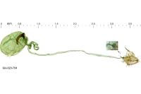 Gracillaria loriolella
