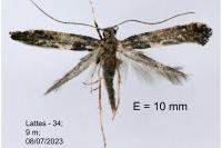Gracillaria loriolella