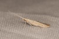 Coleophora dianthi