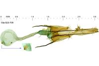 Coleophora dianthi