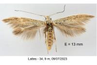 Coleophora dianthi