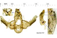 Lecithocera nigrana