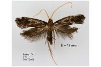 Lecithocera nigrana