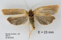 Aphelia viburnana