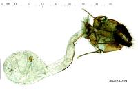 Aphelia viburnana