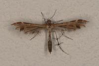 Oxyptilus propedistans