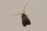 Lecithocera nigrana