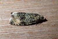 Celypha lacunana