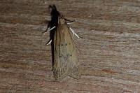 Helcystogramma lutatella