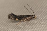 Aproaerema anthyllidella