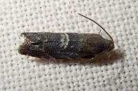 Cydia coniferana