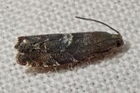 Cydia coniferana
