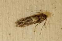 Sorhagenia janiszewskae