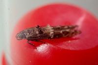 Sorhagenia janiszewskae