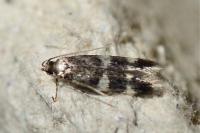 Oegoconia deauratella