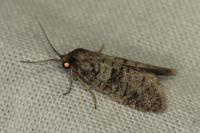 Penestoglossa dardoinella