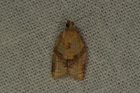 Clepsis consimilana