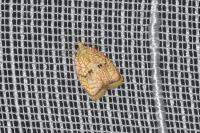 Acleris forsskaleana