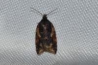 Acleris umbrana