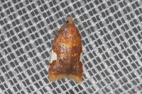 Acleris holmiana
