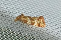 Aethes hartmanniana