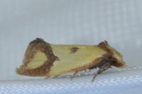 Agapeta zoegana