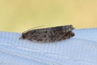 Ancylis achatana