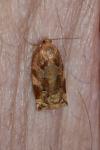 Archips xylosteana
