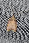 Carcina quercana