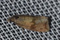 Celypha striana