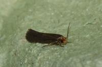 Cephimallota crassiflavella
