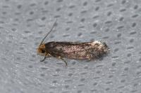 Cephimallota crassiflavella
