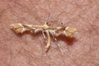 Cnaemidophorus rhododactylus