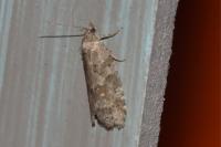 Cnephasia