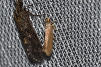 Crassa unitella
