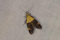 Oecophora bractella