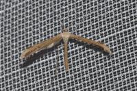 Emmelina monodactyla